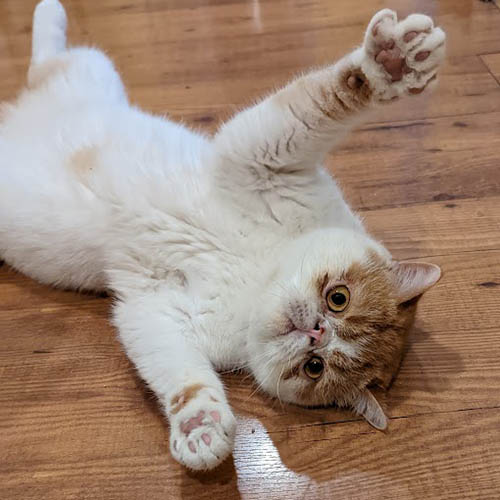 Suki jugando