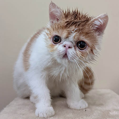 Suki recién bañado