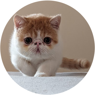 Foto de Suki